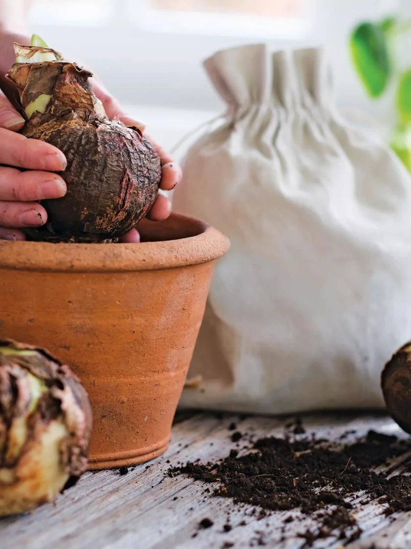 Premium Amaryllis Bulb - Image 8