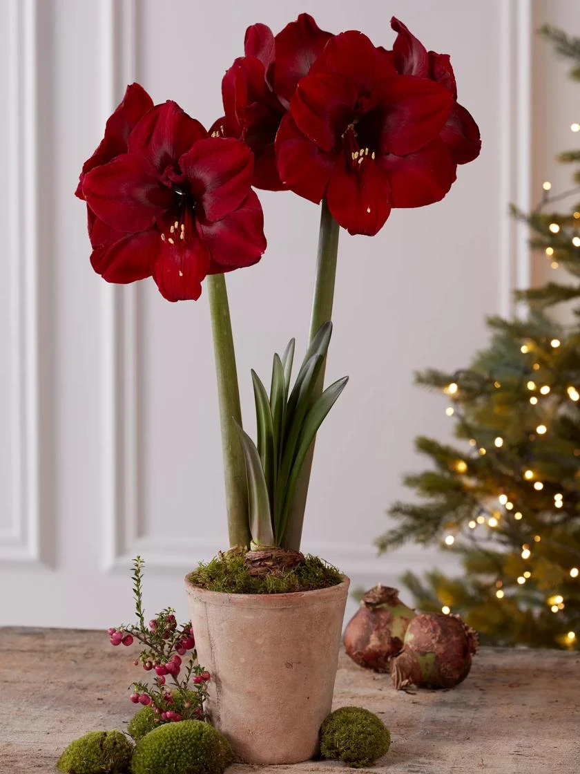 Premium Amaryllis Bulb - Image 6