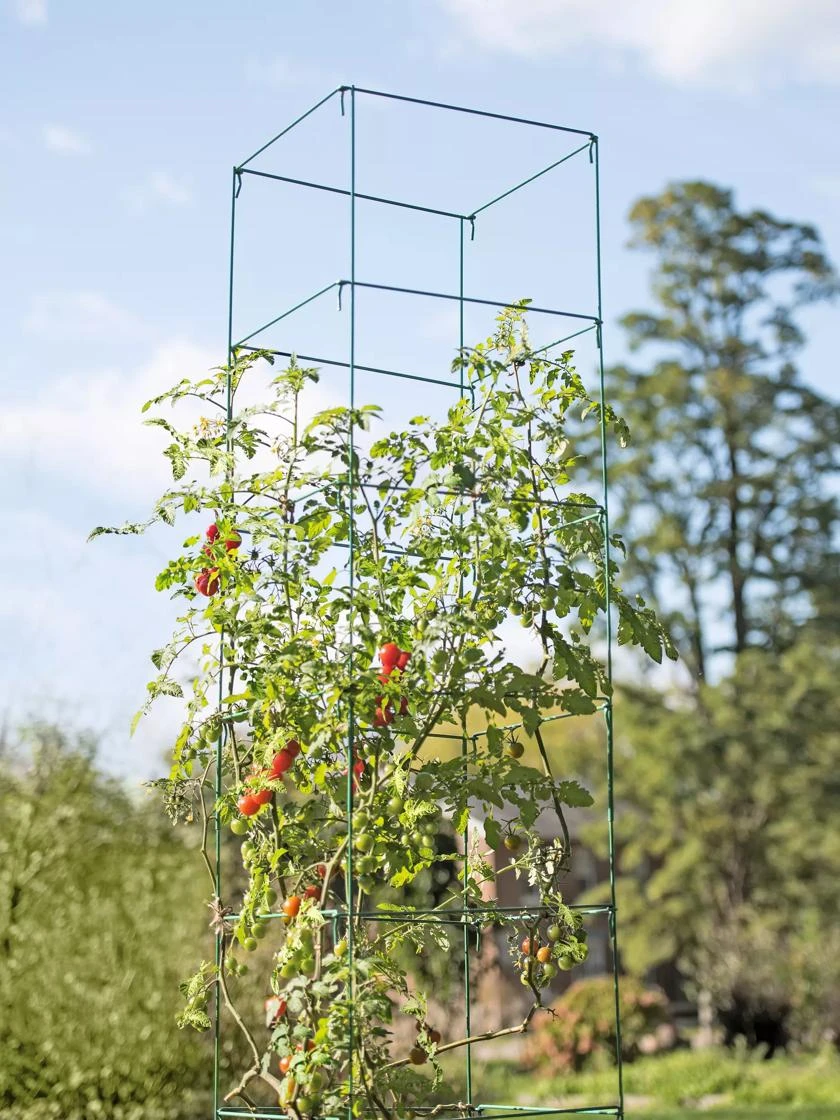 Mammoth Tomato Towers, Set Of 2