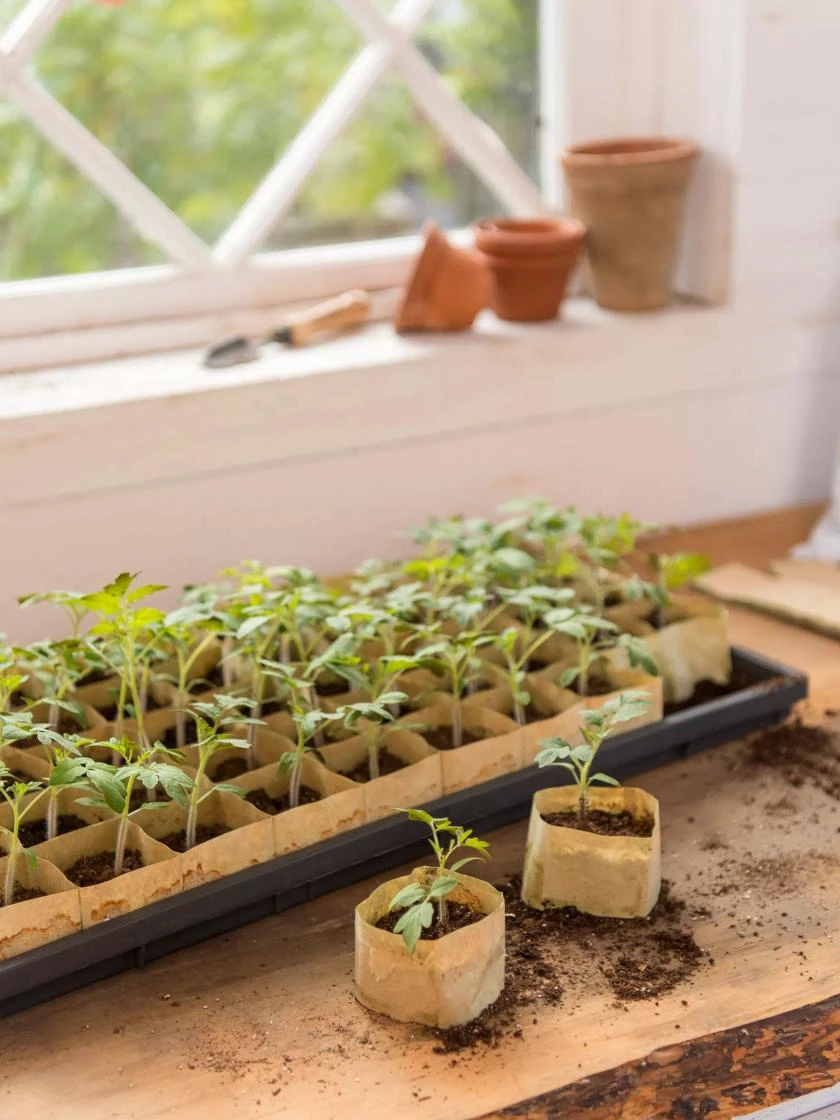 Paper Pots, 50 Cell - Image 4