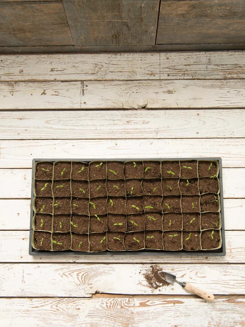 Paper Pots, 50 Cell - Image 5